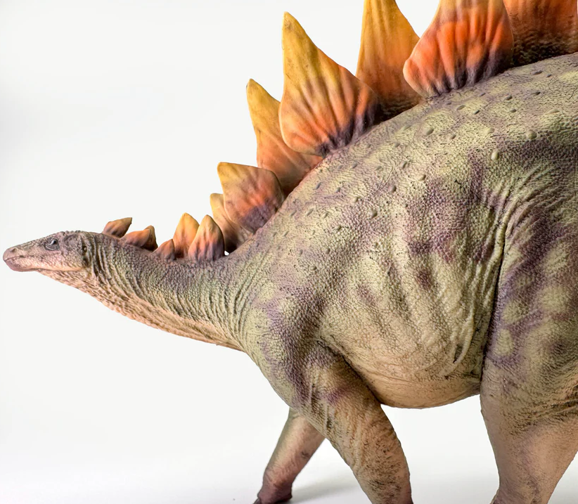 Stegosaurus Model