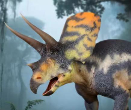 Torosaurus Model
