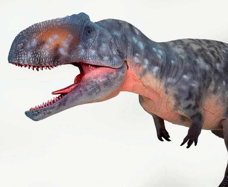 Gigantosaurus Model